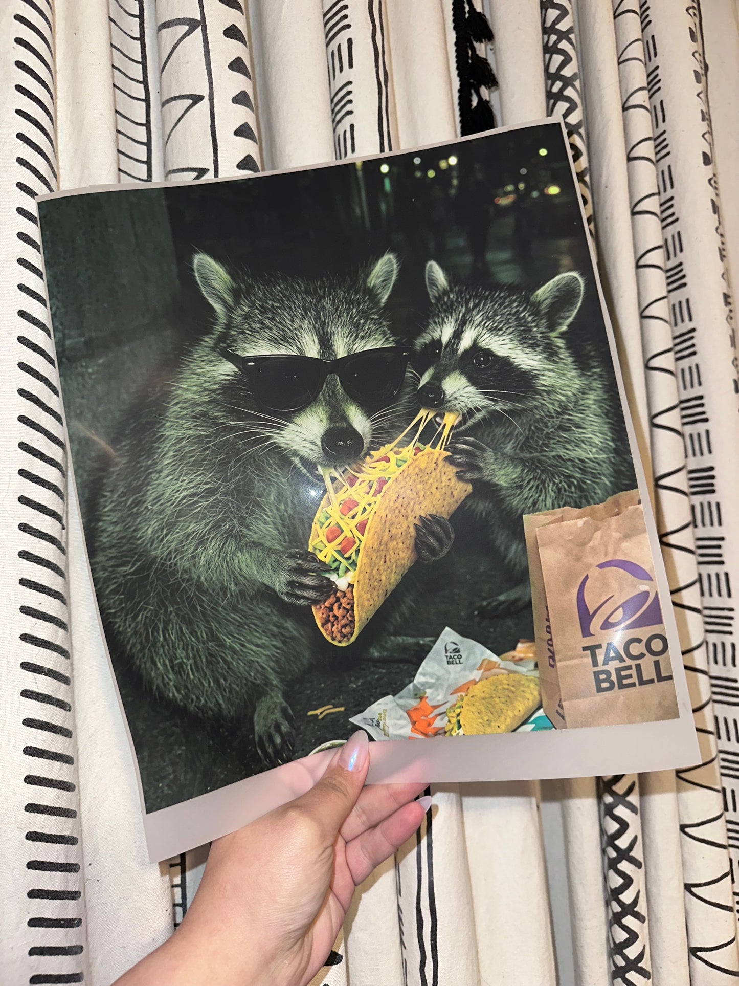 TB Raccoon