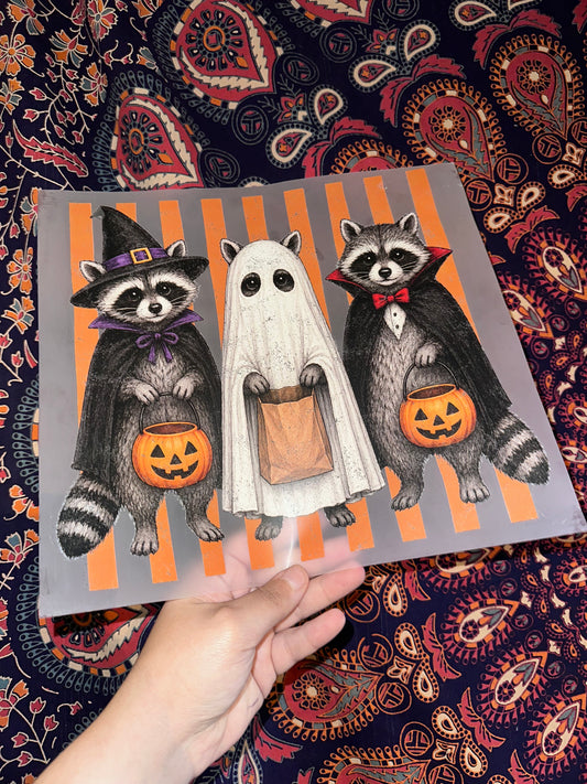 Halloween Raccoons